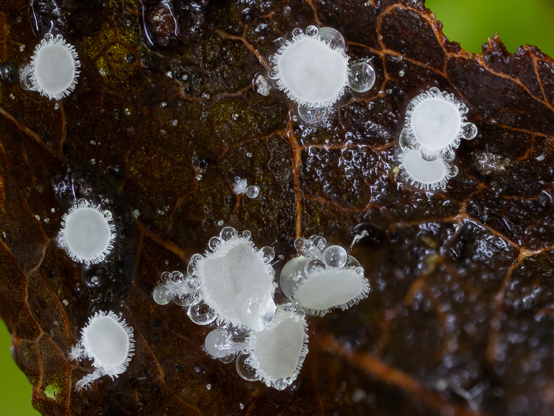 Lachnum microsporum